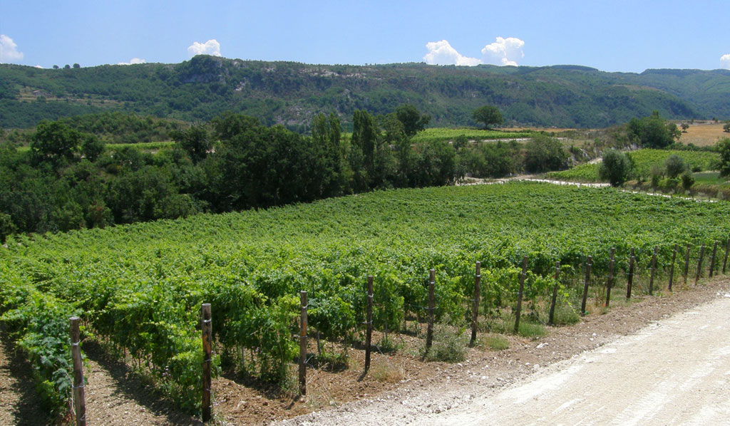 REALARICO WINES | VINEYARD OF CAROLEI (ITALY)