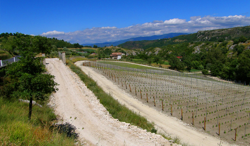 REALARICO WINES |VINEYARD OF CAROLEI (ITALY)