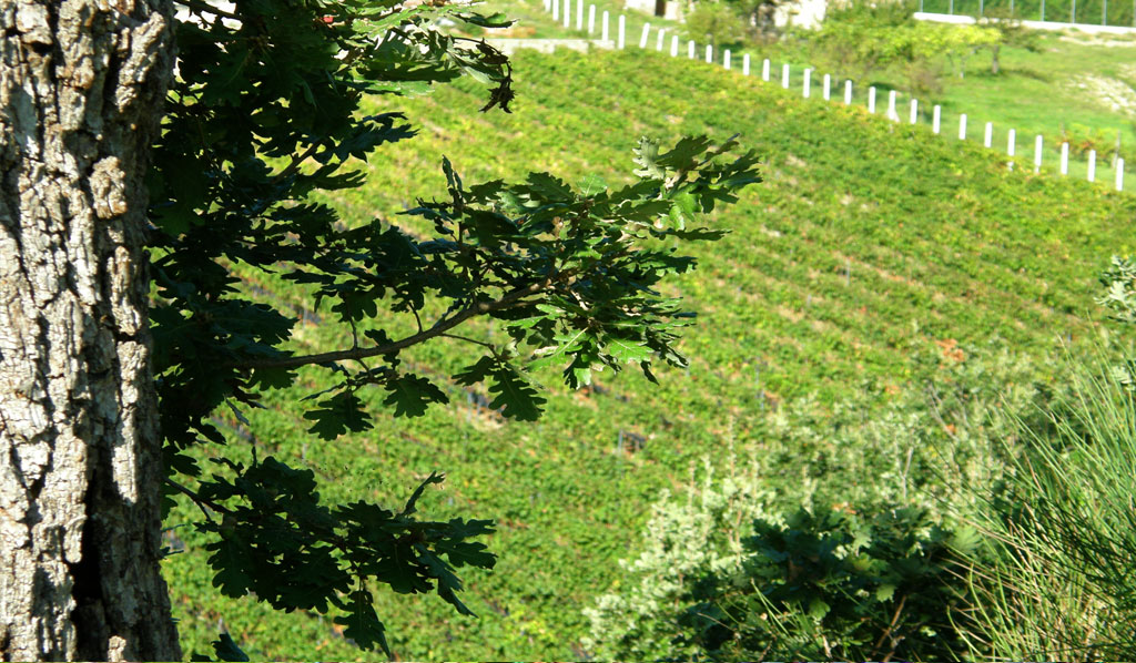 REALARICO WINES | VINEYARD OF CAROLEI (ITALY)