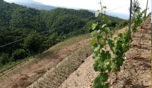 REALARICO WINES | VINEYARD OF SAN PIETRO IN GUARANO (ITALY)
